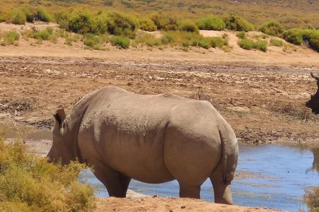 Sunset Aquila Big 5 Game Reserve Safari with Ticket and Snacks