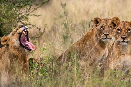 Nairobi National Park And Giraffe Centre