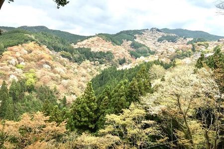 Private Full-Day Guided Tour in Yoshino, Japanese Mountain