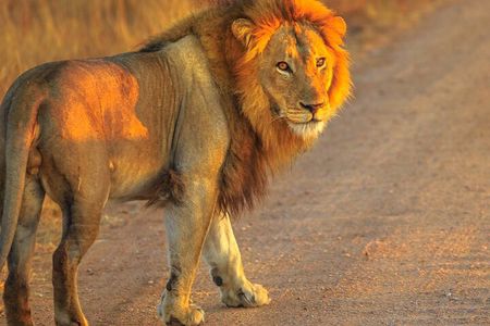 Cape Town : Fullday Aquila Safari Big 5 Day Tour