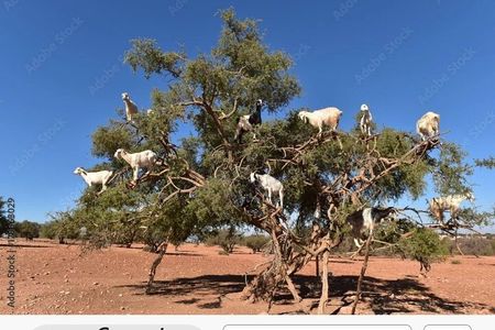 Agadir Private Tour With Pick Up From The Cruise Ship