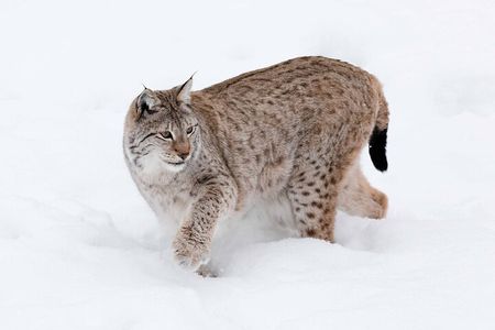 Ranua Wildlife Park Guided tour with Pro Photos