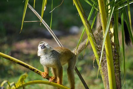 Monkey Encounter and Horse-Riding Tour in Puerto Plata