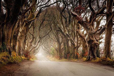 Giants Causeway & Castles Tour from Belfast: Guided tour