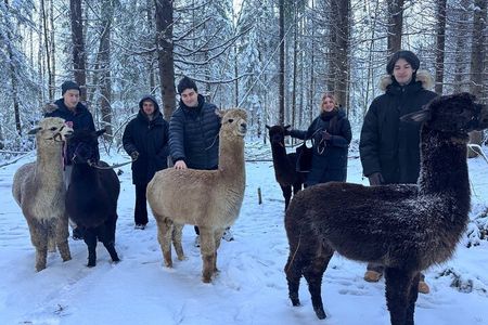 Alpaca Forest Walk near Helsinki with Feeding and Photos, Private