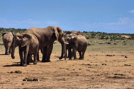 Port Elizabeth Addo Elephant National Park and City Excursion