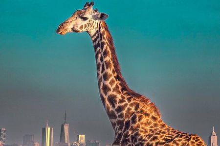 Wildlife Capital: Half-Day Safari at Nairobi National Park