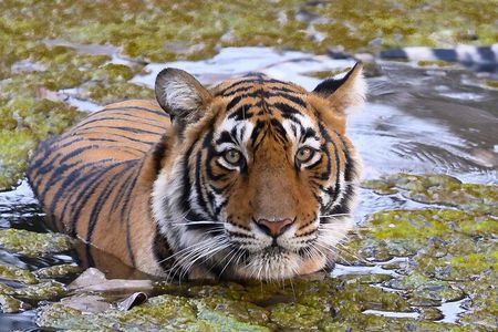 Jaipur to Ranthambore Same Day Tiger Safari