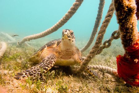 Snorkeling with Sea Turtles at St. Thomas