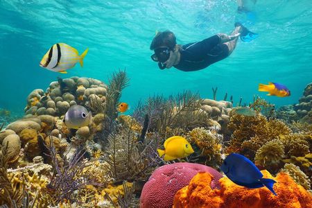 Key West: 3hr Snorkeling Experience with Unlimited Drinks 
