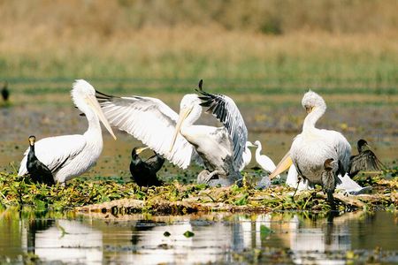 From Virpazar: Birdwatching and Photography on Skadar Lake