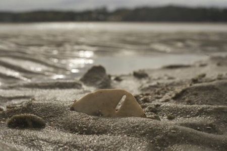 Hilton Head Dolphin Tour with Stop at Disappearing Island