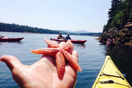 Aqua Safari Kayak tour departing Southwest Harbor