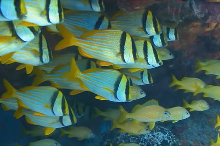 Customized Snorkeling with shopping & Lunch Stop Montego Bay 
