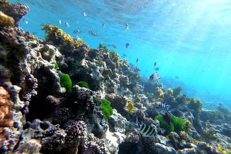 Half Day Snorkeling Coco and Felicite Island 