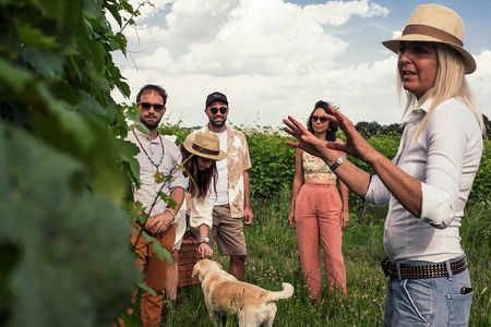 Vineyard tour with tasting of 6 Garda Wines