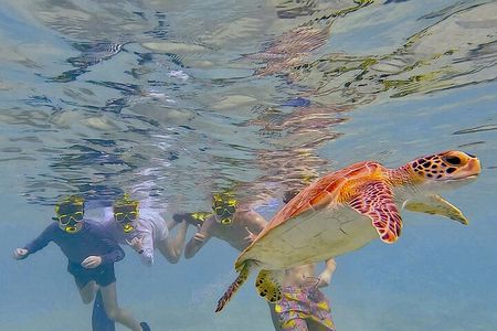 Snorkel with Turtles & see the Flamingos 