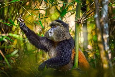 Golden Monkey Tracking Day Pass
