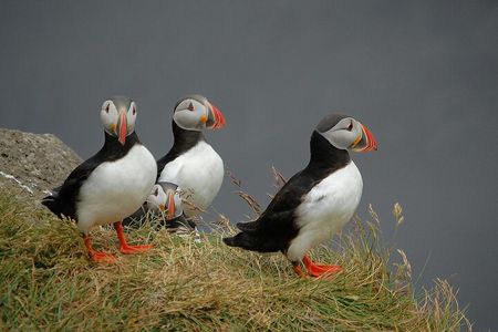 Puffin and Wildlife Boat Tour