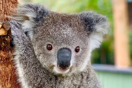 Australian Animals with Big BBQ Lunch Experience