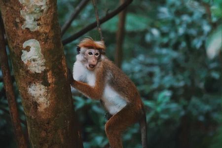 Sinharaja Rainforest Day Tour By Rainforest Expedition 
