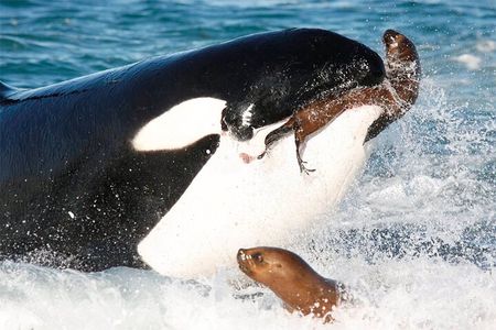 Shore Excursion PENINSULA VALDES Cruise Passengers
