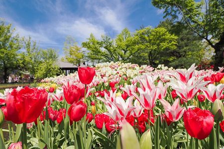 Kanazawa Tonami Tulips and UNESCO Gokayama