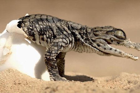 Djerba Tunisia Guided Tour To The Crocodiles Park