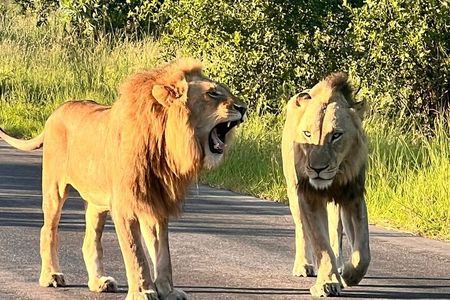 Kruger National Park Full Day Safari