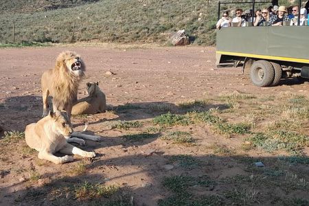  Aquila game reserve Sunset Safari ticket with transport 