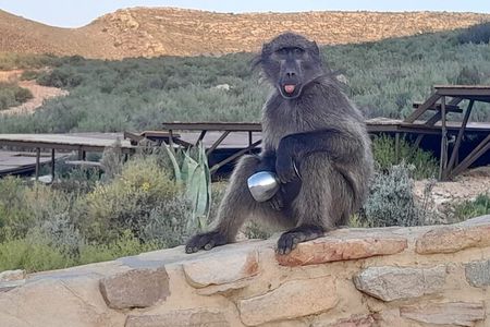  Aquila game reserve Sunset Safari ticket with transport 