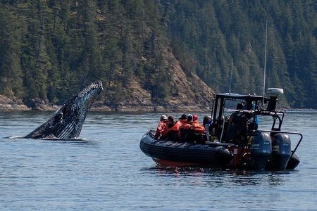 4 Hour Whale and Wildlife tour