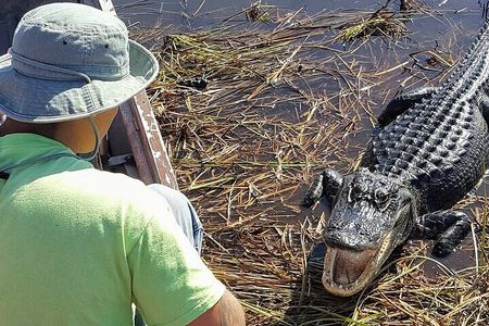 Air boat Ride and Nature Walk in Everglades National Park