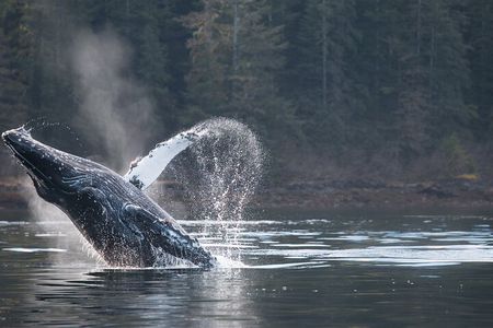 2 Hour Private Marine Wildlife Tour