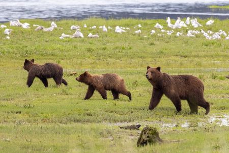 Pack Creek Brown Bear Viewing Juneau 