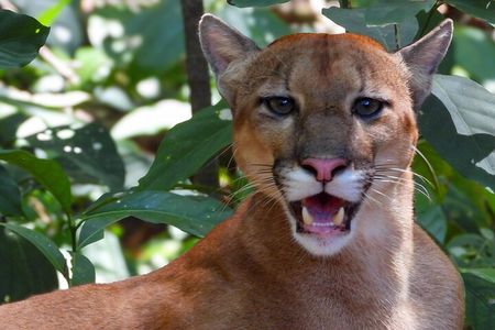 One-day adventure in Corcovado National Park