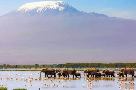 1 Day Amboseli Elephant Encounter Safari