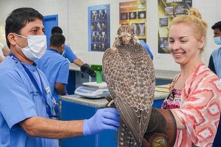 Abu Dhabi Falcon Hospital Guided Tour