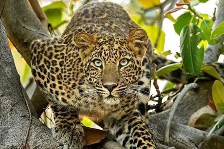 Multi Day Masai Mara Safari Adventure