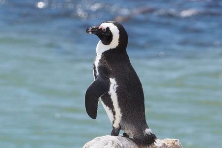 Best Of The Cape 8 Hour Private Tour