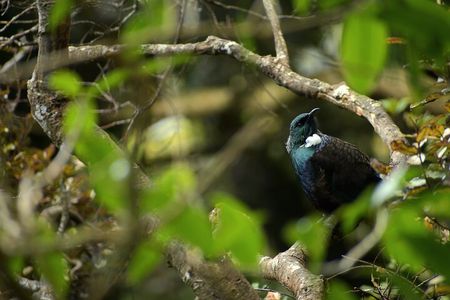 Wildlife and Penguin Tour