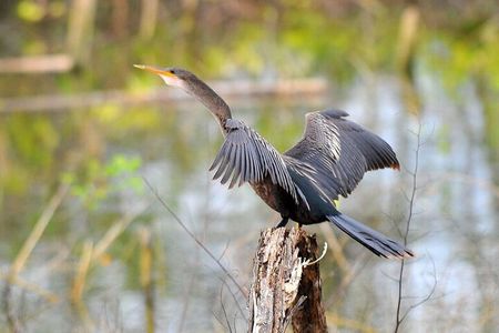 Birdwatching on Boat through Gatun Lake Private tour