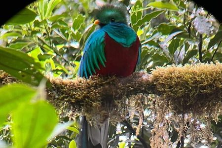Excursion through the Cloud Forest with a guide and a small group