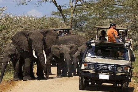 Explore 1 day Ngorongoro Crater Budget Group Safari from Arusha