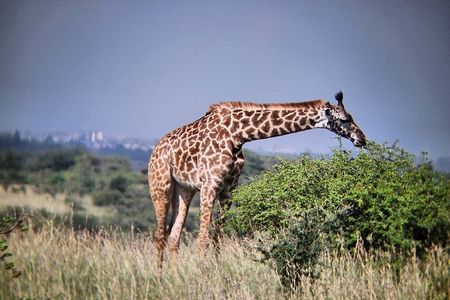 3-Day Maasai Mara Safari Itinerary