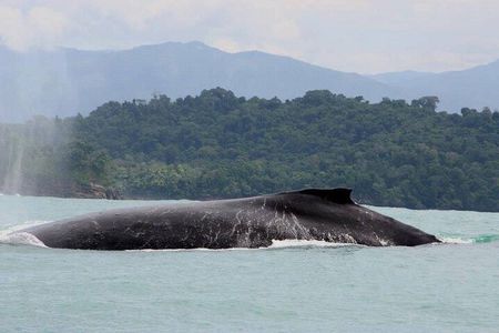 Snorkeling with whale and dolphin waching, Tour Manuel Antonio 