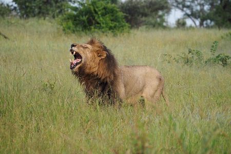 Kruger National Park Day Trip with Breakfast from Hoedspruit