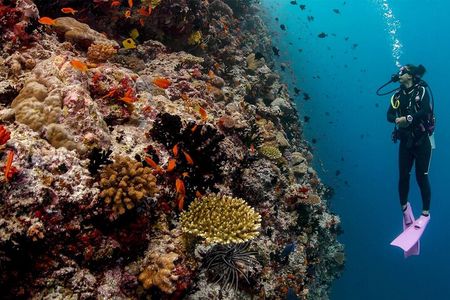Mnemba Island, Baraka Aquarium and Sunset Cruise Full Day Tour