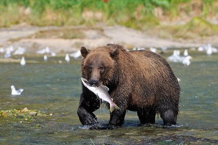 Haines Wildlife Safari