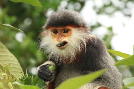Red-shanked Douc - Private Motorbike Tour